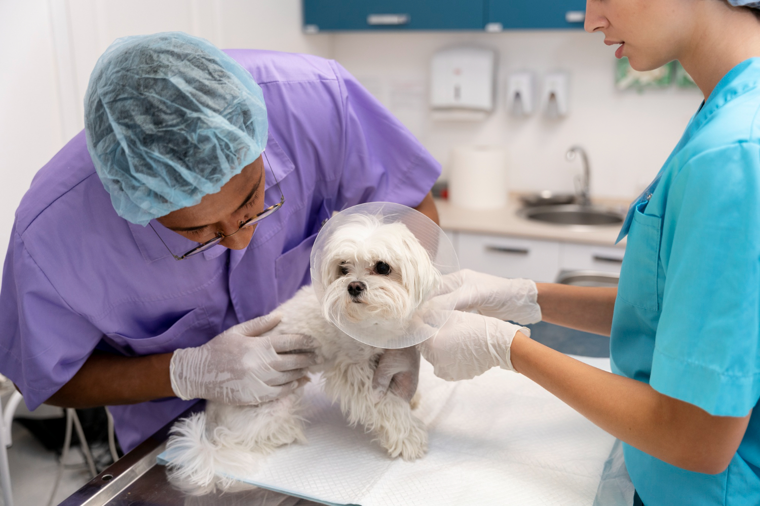 Veterinary team providing post-surgical care to a recovering pet in a clean, welcoming hospital setting