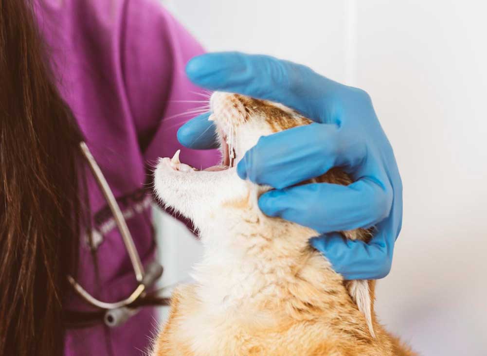 Close-up of a veterinarian performing dental surgery on a dog or cat, in a modern veterinary clinic setting