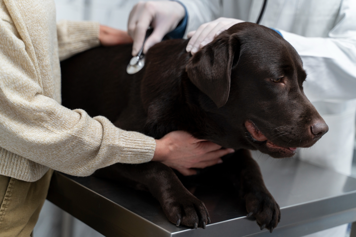 A veterinarian gently placing ECG leads on a calm dog in a comfortable exam room