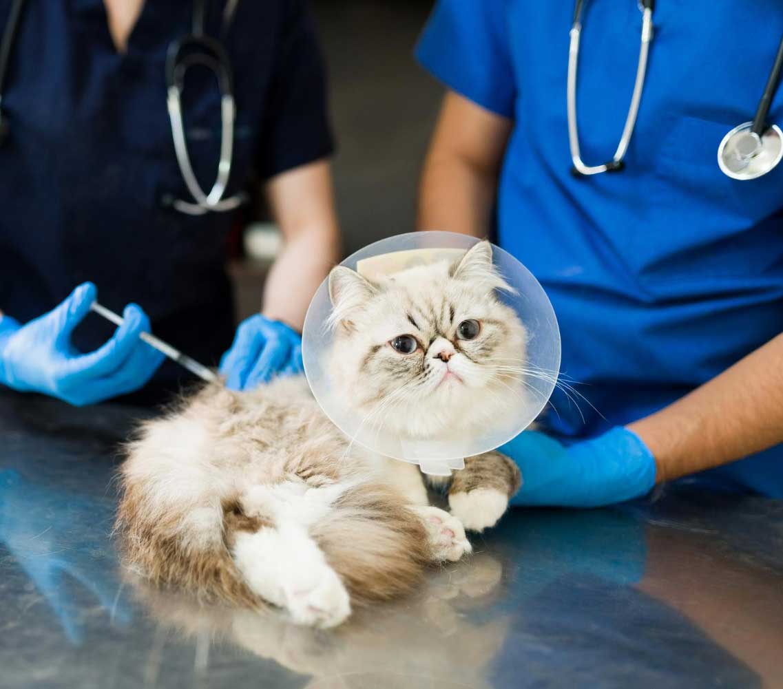 Veterinary team gently monitoring a pet post-surgery in a recovery area