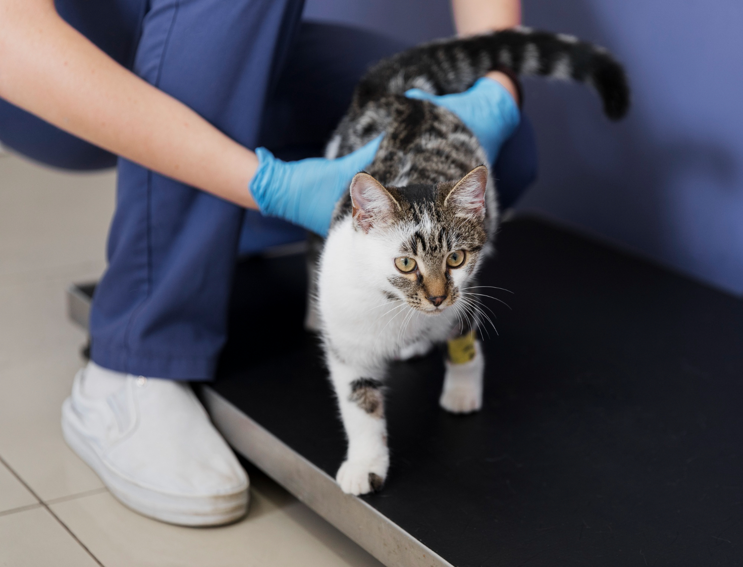 Veterinarian examining a pet’s leg and joint with a caring expression in a clinical setting