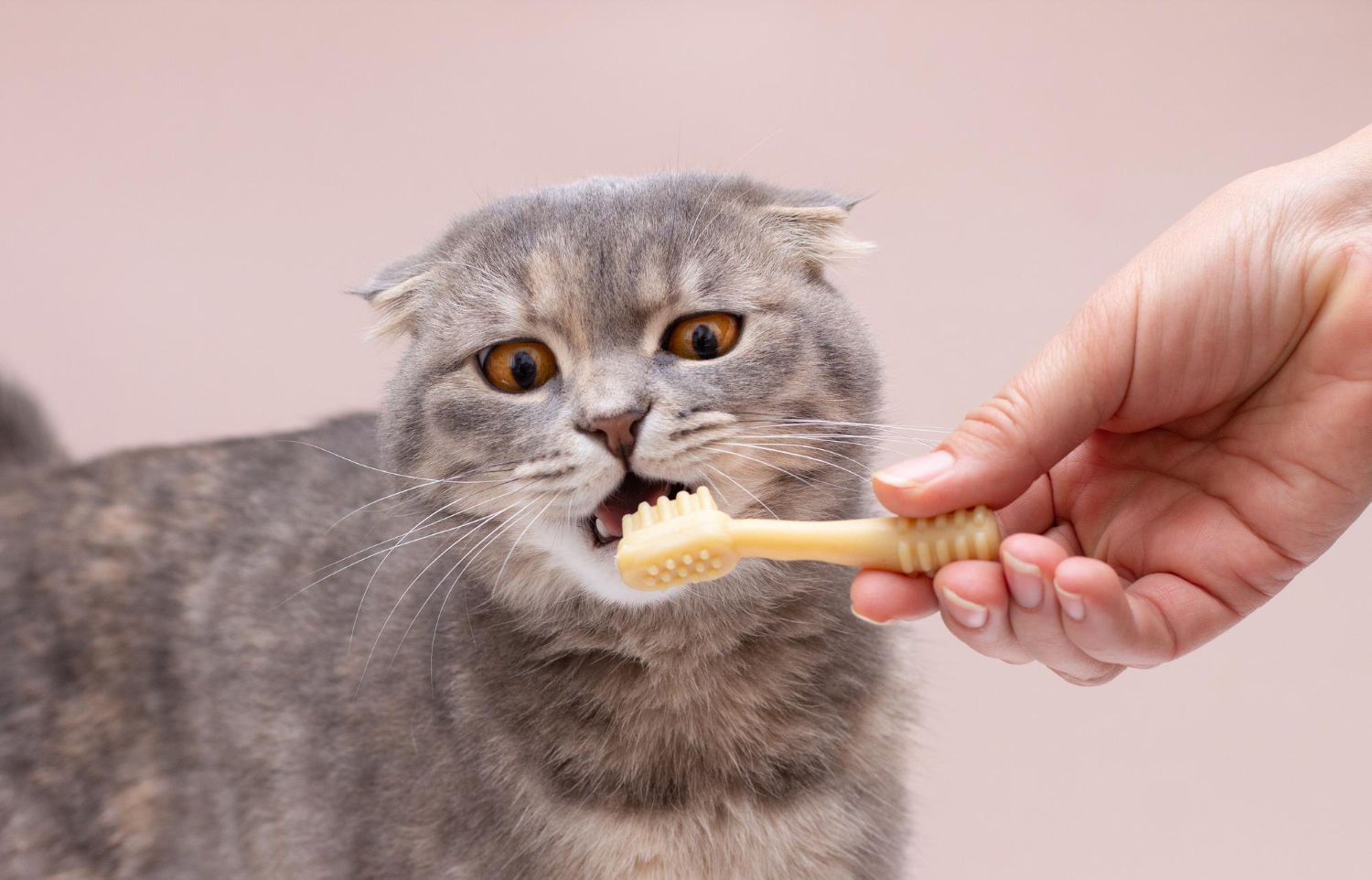 Close-up of a veterinarian examining a happy dog or cat’s teeth during a dental cleaning appointment