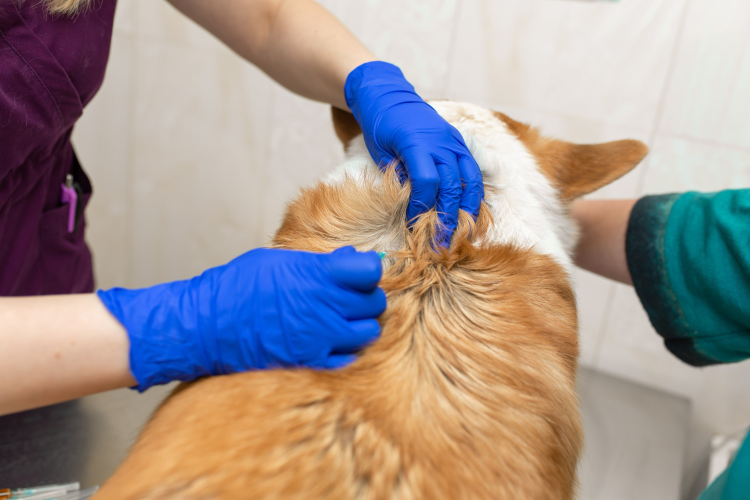 Friendly veterinary professional administering a vaccine to a calm dog or cat in a bright, welcoming exam room
