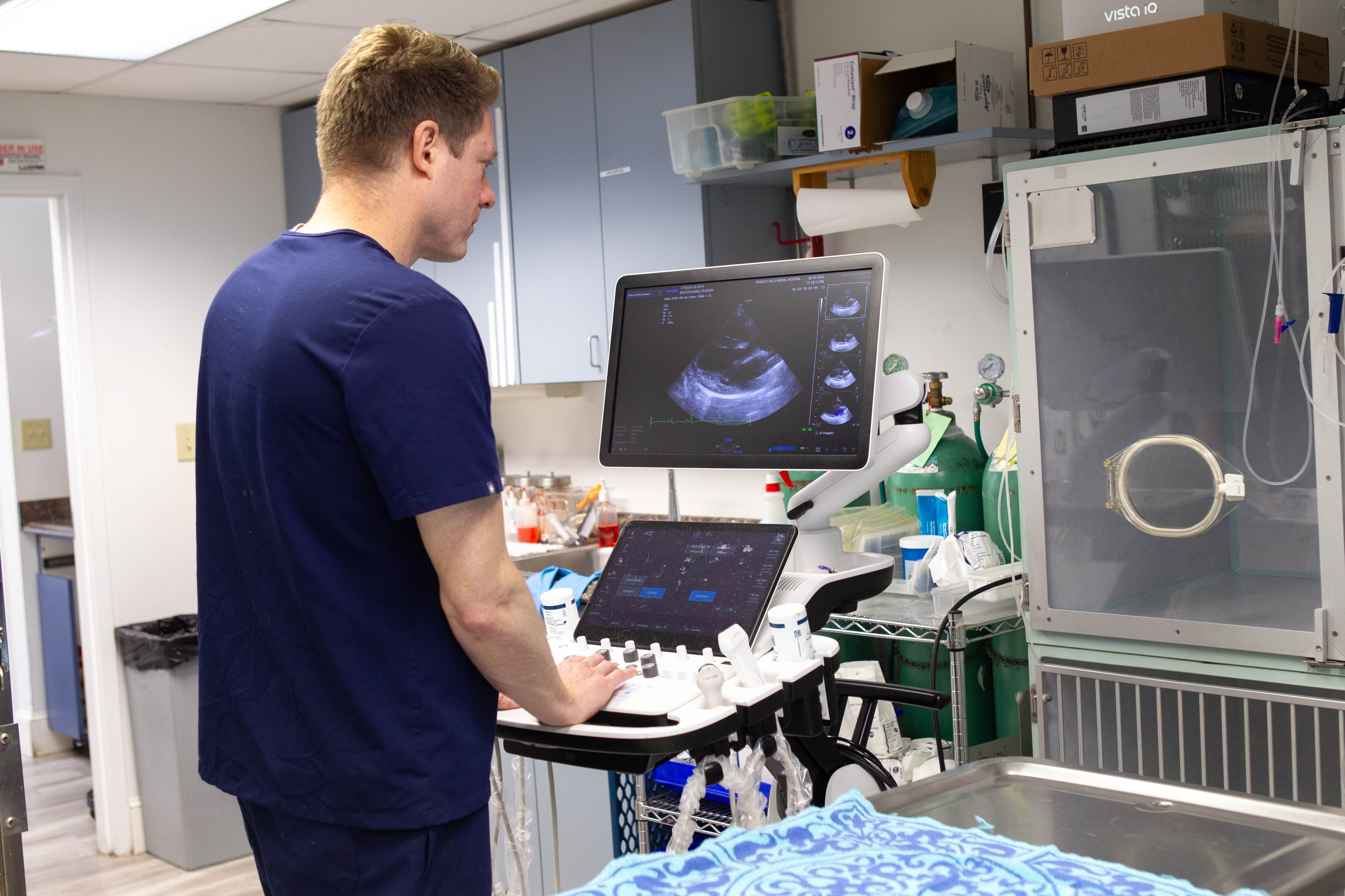 Veterinary team performing an abdominal ultrasound on a dog or cat in a modern exam room