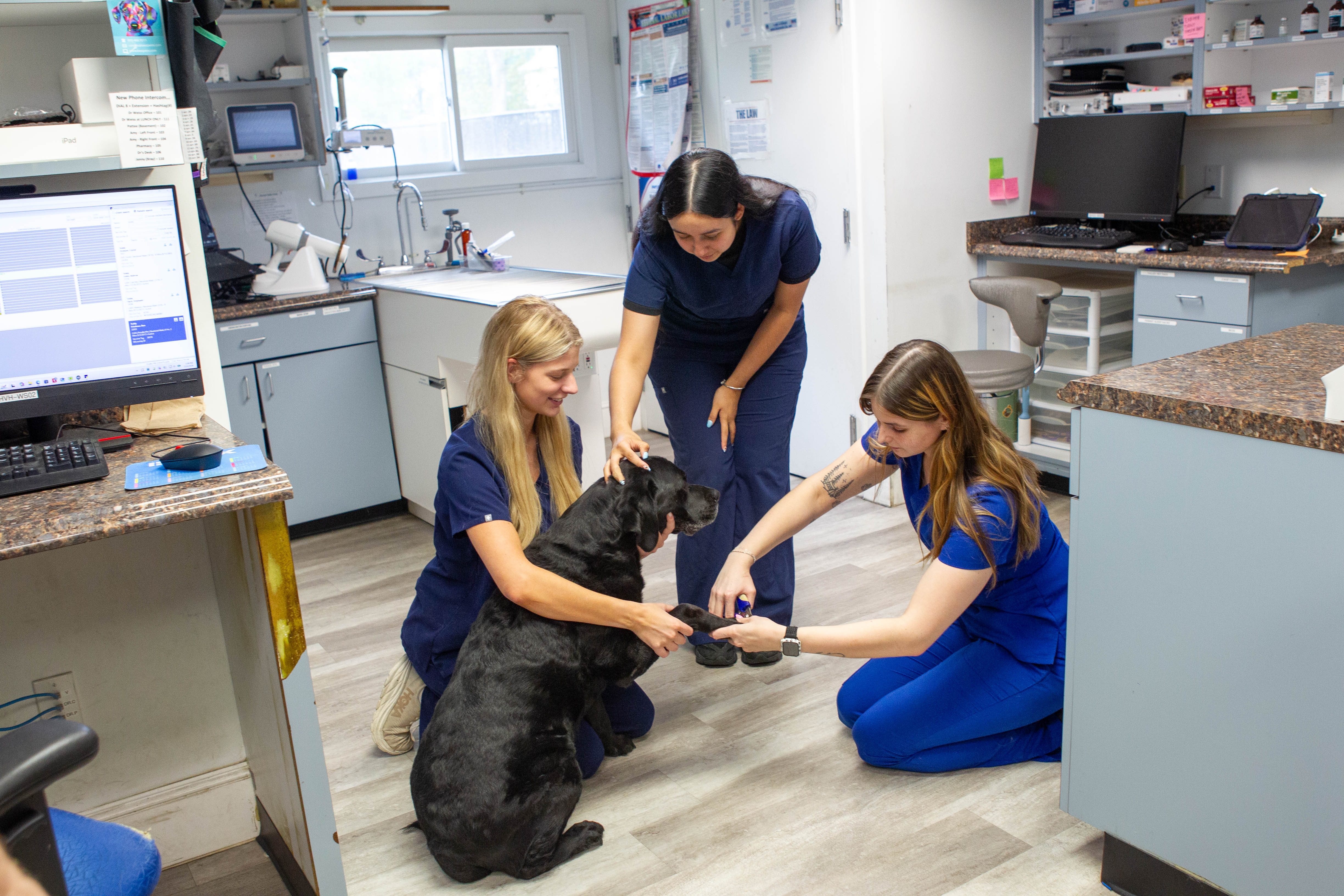 Friendly veterinarian performing a physical exam on a dog or cat in a comfortable exam room