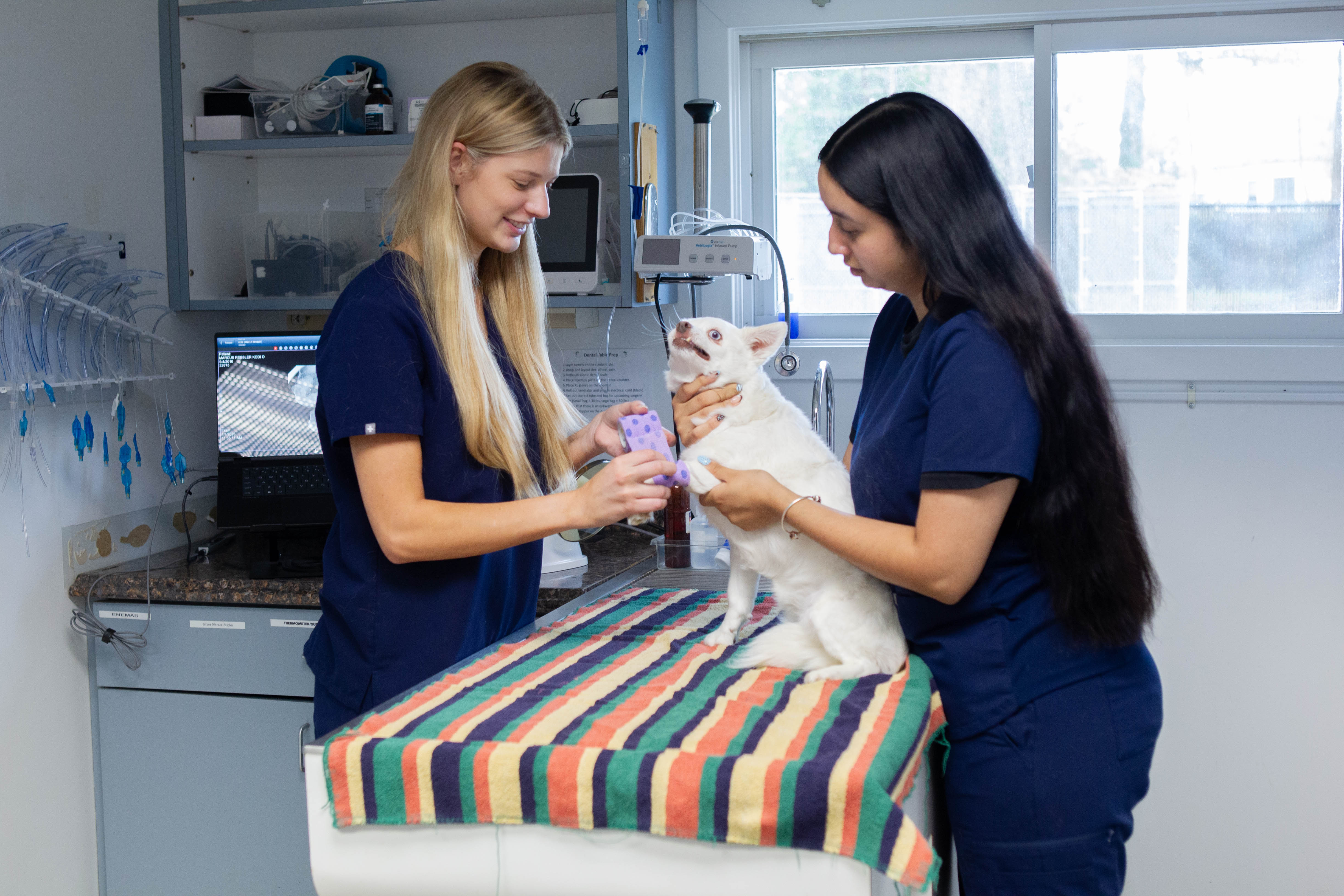 Veterinarian gently examining an older dog or cat in a bright, calm exam room