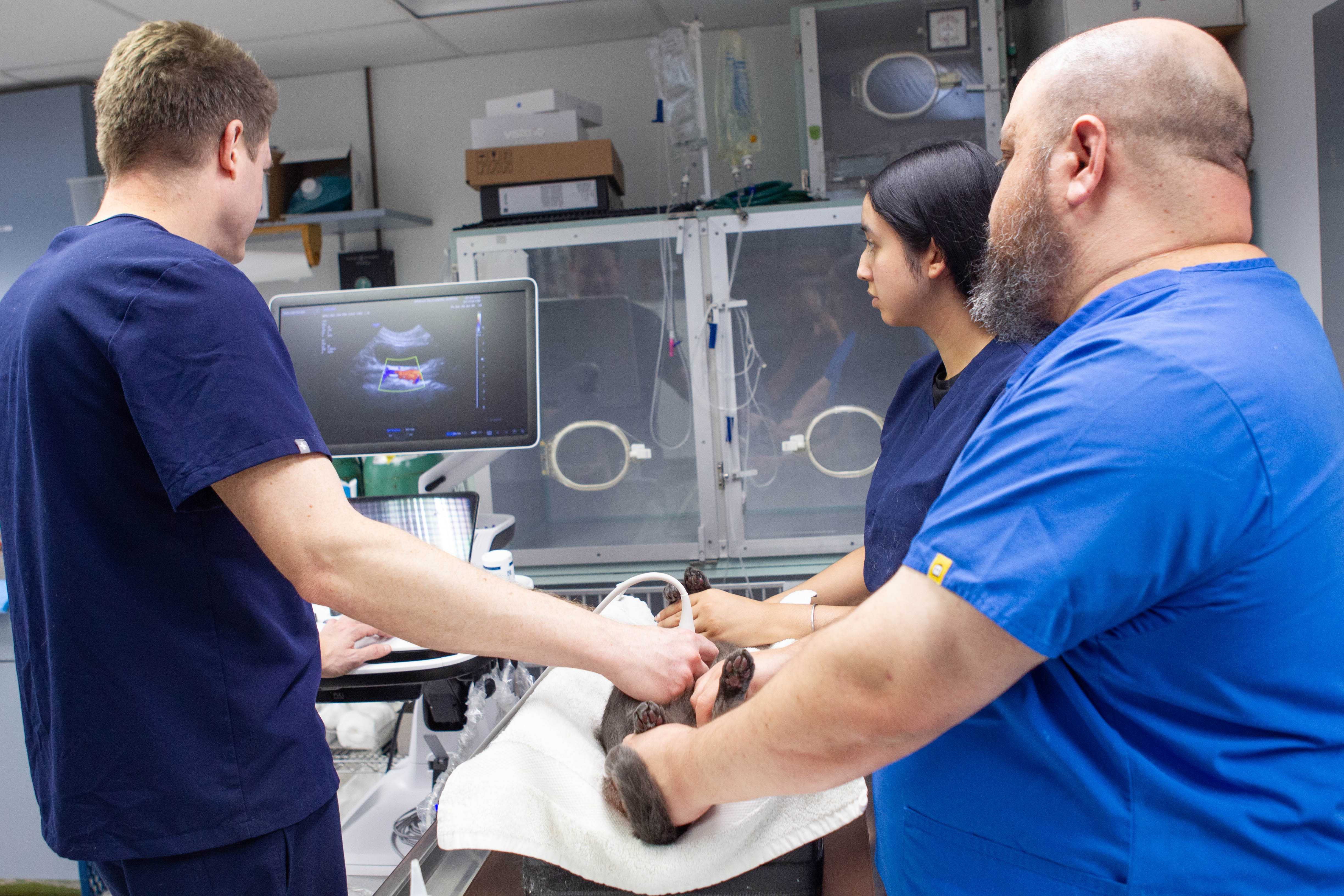 Close-up of a veterinary ultrasound screen showing an abdominal image, with veterinary professionals in the background