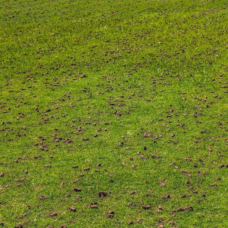 Professional lawn services for healthier lawn after core aeration and new grass seed in Arlington, West Virginia.