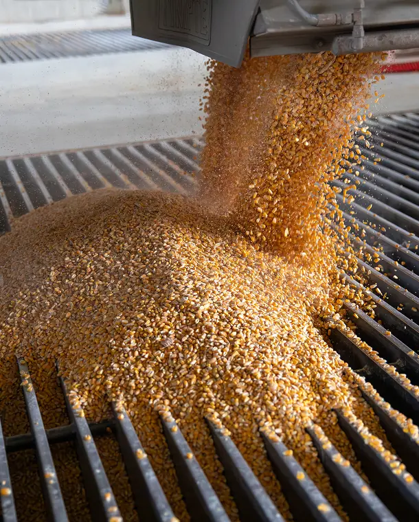Corn kernels pouring from a hopper onto a grate