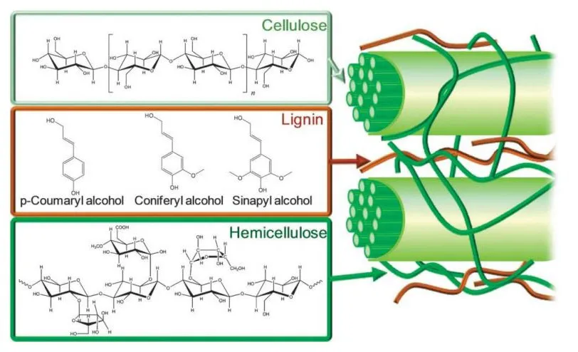 Plant cell wall: cellulose, lignin, hemicellulose