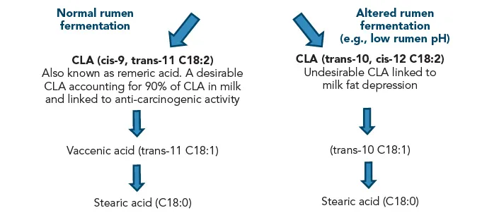 Rumen fermentation: normal vs altered CLA pathway