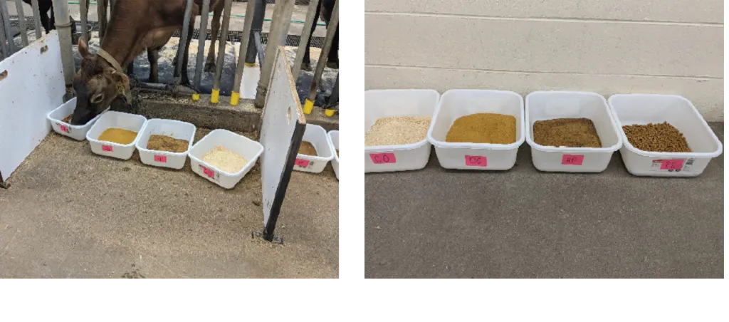 Cow eating from grain buckets in stall