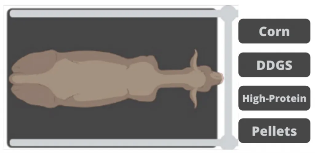 Top-down view of pig on platform with feed options