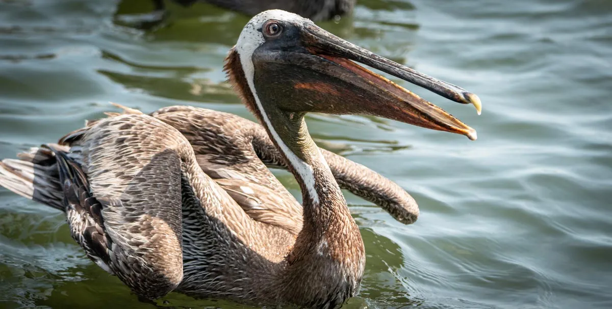 Brown pelican on the water with long bill.