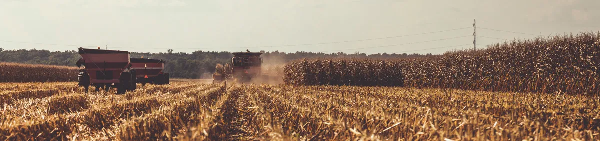Tractors and combines harvest corn in a field.