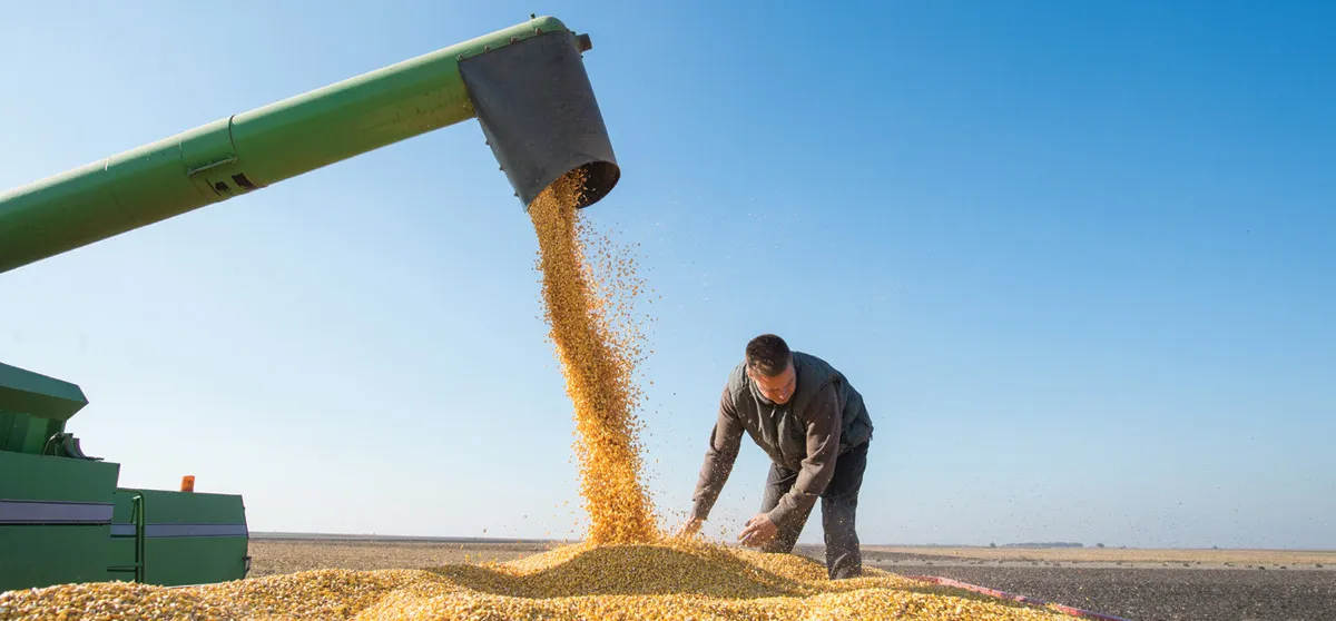 Farmer dumps grain from auger into pile