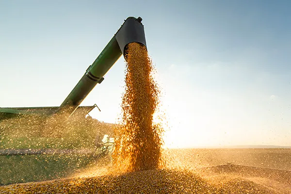 Grain pouring from green combine harvester