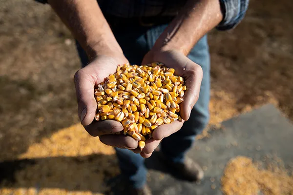 Hands cupping yellow corn kernels