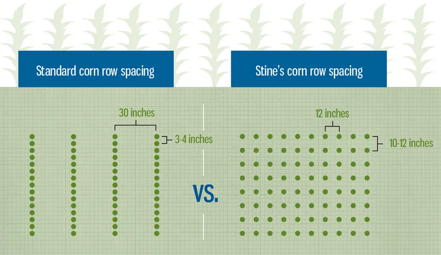 Comparison: standard vs Stine's corn row spacing