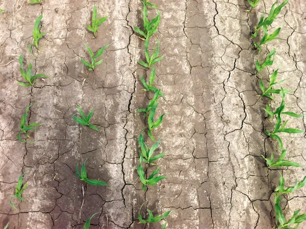 Green seedlings growing in cracked soil.