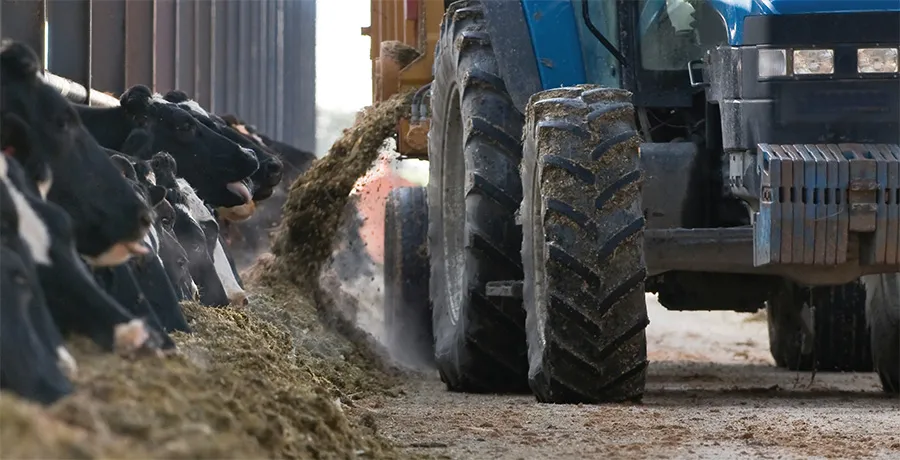 Blue tractor feeds cows along a feed trough.