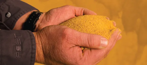 Hands holding corn powder 