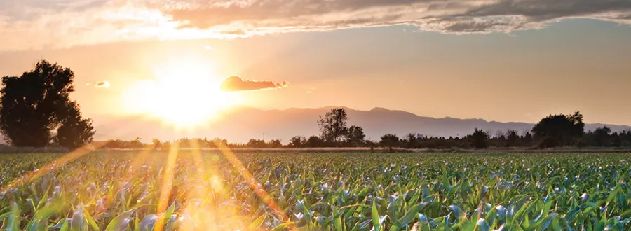 Sunset over cornfield with distant mountains.