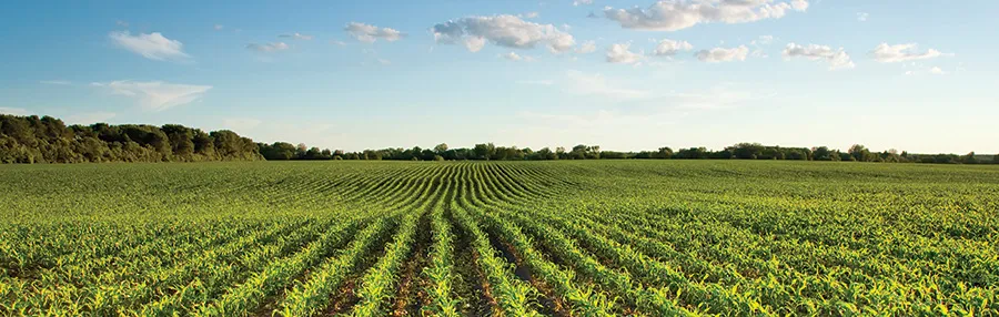 A corn farm