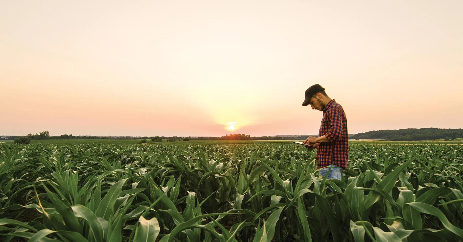 Farmer in cornfield using tablet at sunset