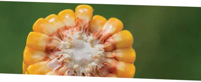 This is a cross-section of corn on the cob.