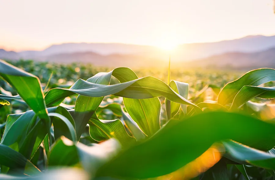 Macro view of corn plants at sunrise.