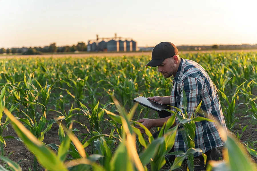 Farmer with tablet in cornfield at sunset