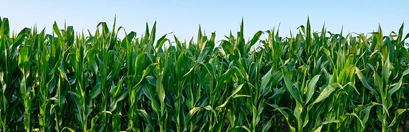 A corn farm