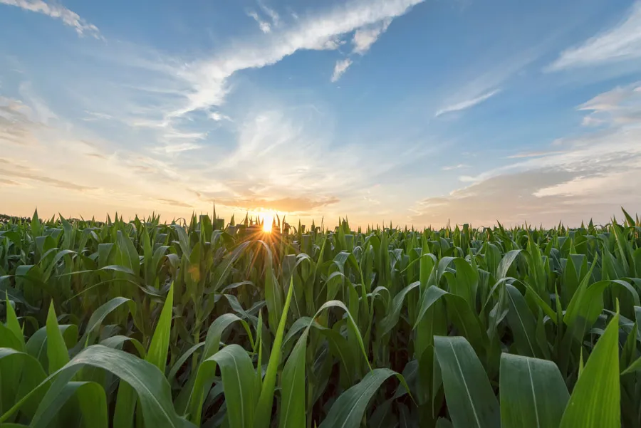 Cornfield at sunset with sun on the horizon.
