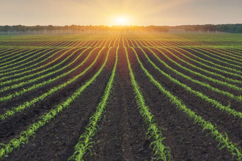 Sunset over rows of crops in a field