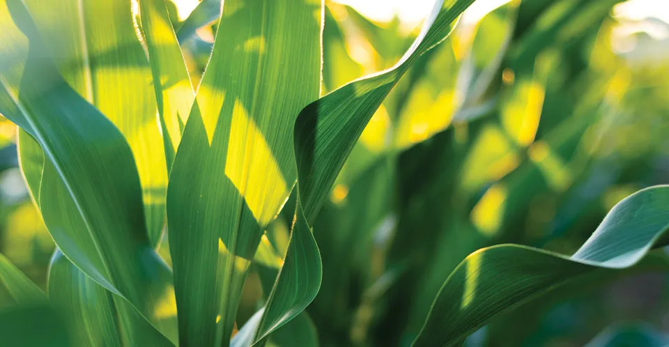 Corn leaves at a farm