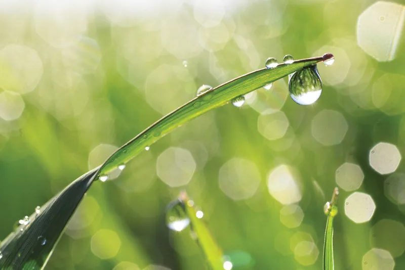 Dew drops sit on blade of grass.