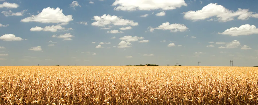 A corn farm