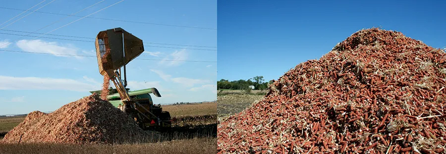 2008 cob harvest