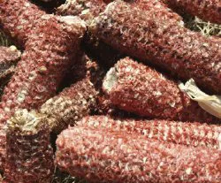 Red corn cobs piled together