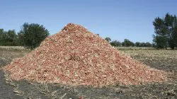 Red corn cobs piled together