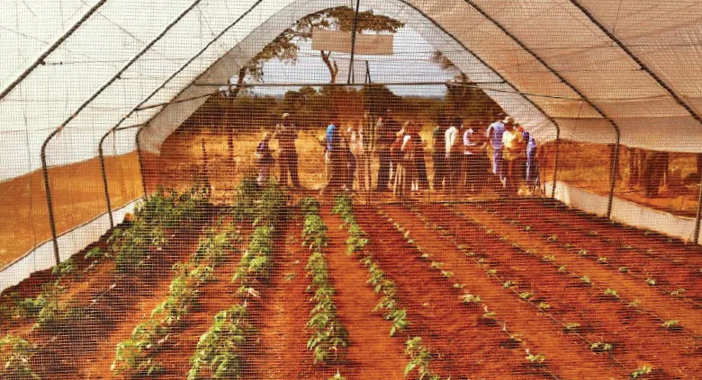 Inside of a greenhouse