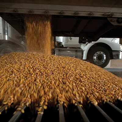 Grain pouring from truck into corn pile