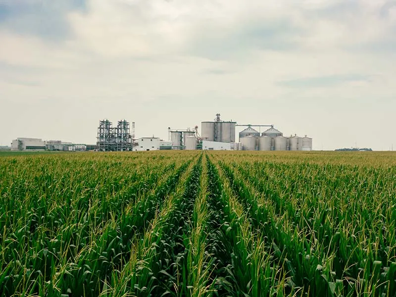 Corn farm with the factory as the background