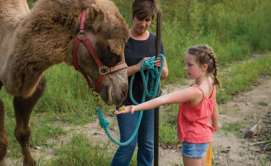 Colleen holding the camel’s rope while a child feeds the camel