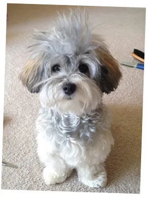 Fluffy gray and white puppy on carpet