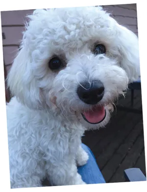 Fluffy white dog standing outside