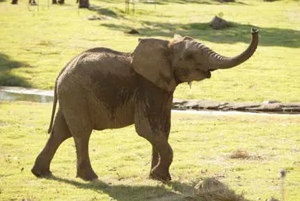 an elephant