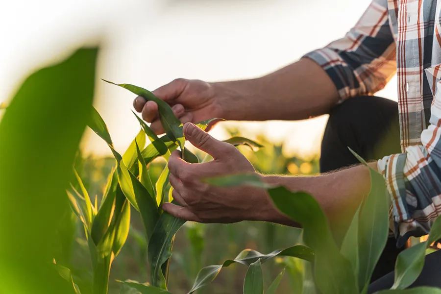 Hands holding leaves at a farm