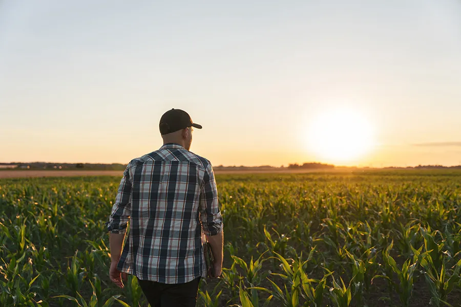 Man in plaid shirt in cornfield at sunset